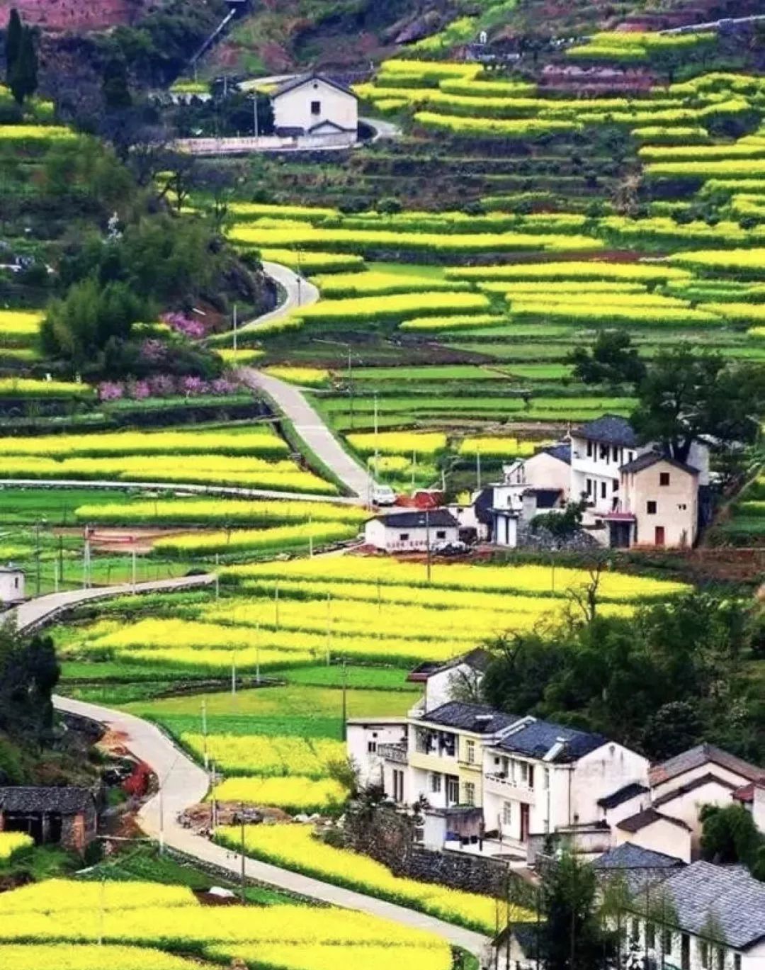 这几个江浙沪新晋网红村，堪称内地版吉野山和小婺源，避开人潮赏