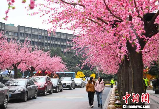 重庆闹市大片“桃花”盛开成美丽风景线