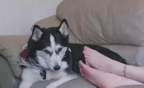 主人把脚放到二哈脸前,二哈心态崩了:你是踩了