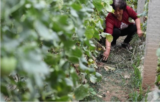 盐湖区王范乡农民张志宏栽种绿博特甜瓜供不