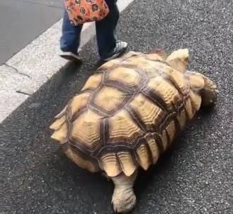 女孩的坐骑，引起路人围观，网友评论：这乌龟成精了