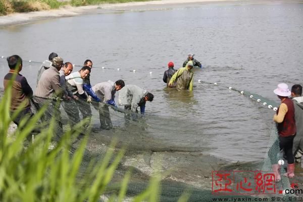 新疆精河农民尝试种植一个大棚就能赚5万!特色农业鼓了农民腰包