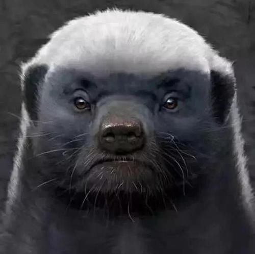 专访世界上胆子最大的动物非洲无所畏惧平头哥_【快资讯】