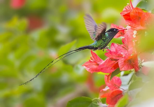 你知道中国的国鸟是什么?3分钟让你知道全球