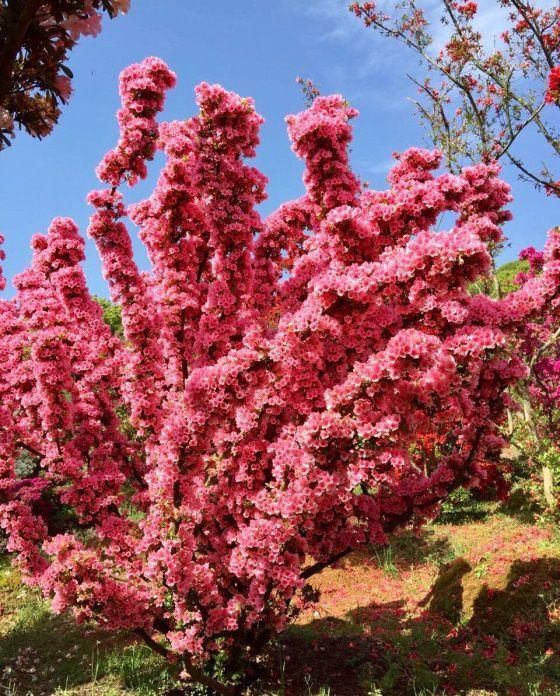 有钱任性！土豪们最爱选的庭院树，你选对了吗？