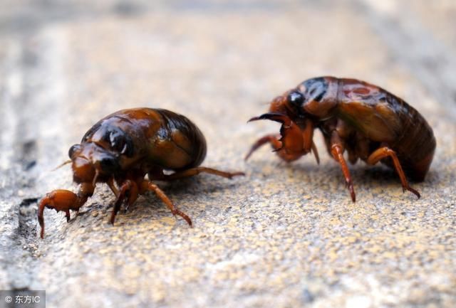 金蝉成为夏季主题,有人说吃上能够活上百年