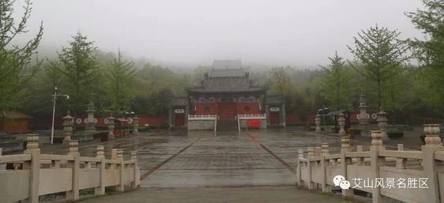 苏北最大艾山梧桐树林：花开正艳丽，赏花正当时