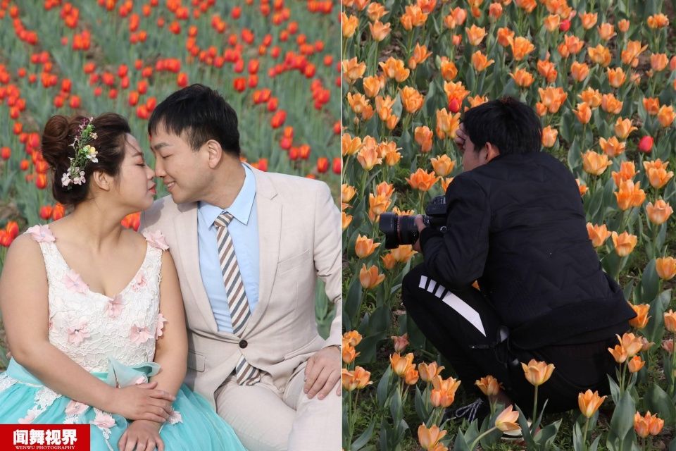 摄影师站郁金香花田拍婚纱，被批没素质起身后却让人竖大拇指