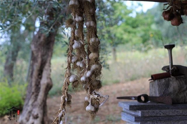 长时间不发芽不腐烂 教你大蒜的保存方法