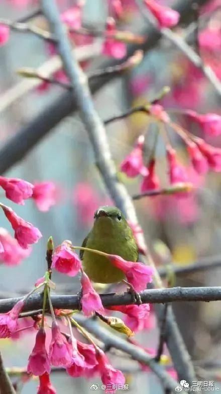 永安天斗红梅开！三明赏花处还有哪里？