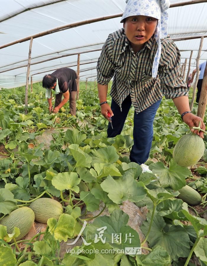 陕西大荔:大棚哈蜜瓜早上市