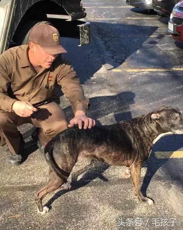 狗狗喜欢上了快递员,主人只好拼命网购_【今日