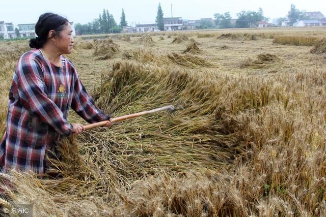 品质产量双降，肯定赔钱！农民为何还要想尽办法收割地里的小麦？