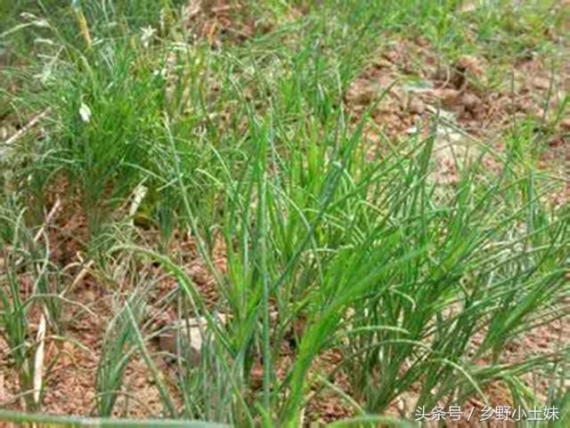 这种野菜味道鲜美,比大蒜药用价值还高,现在正是采挖的好季节