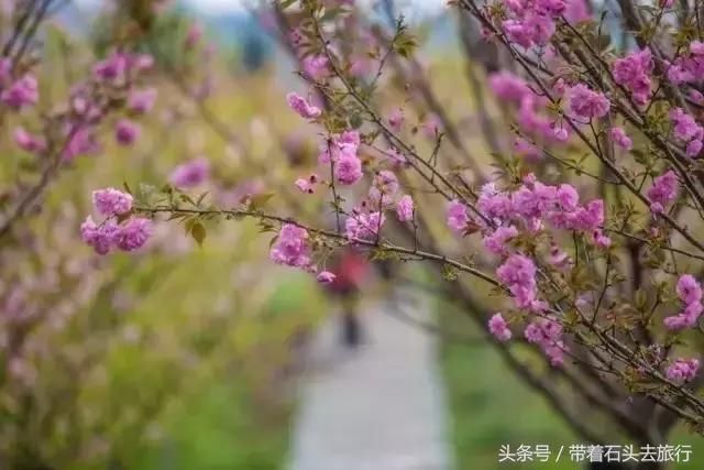 自驾｜四川第一人口大县！却私藏着成都南边最美的春天！