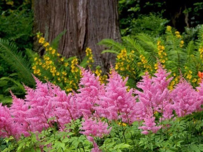 10种适合适合养在树荫下、阴暗处的植物,没光