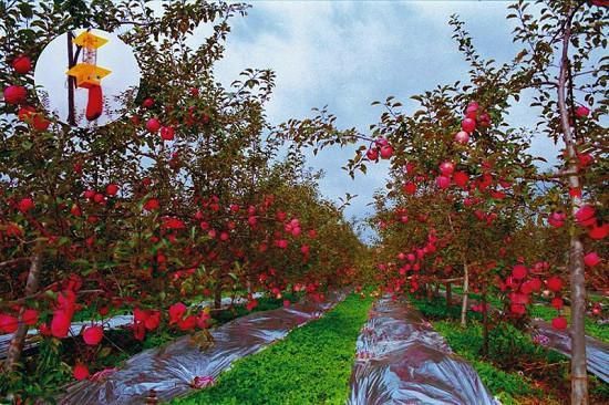 苹果树矮化密植栽培管理技术的优势及要点分析