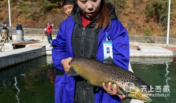 西藏的湖泊里鱼很多，为什么却没有人敢去钓？