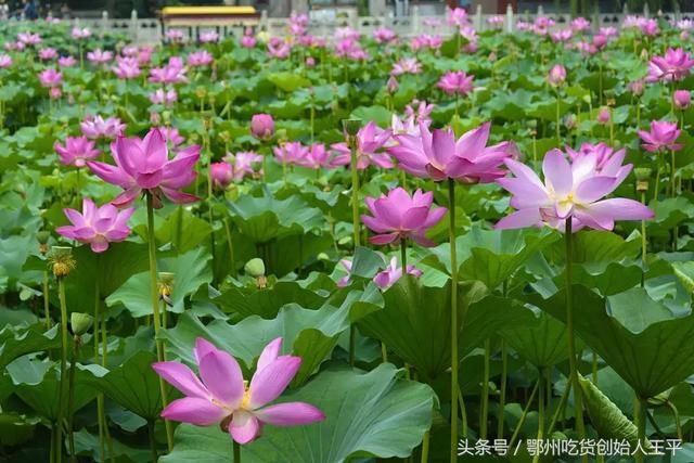如果没有鄂州,湖北会变……