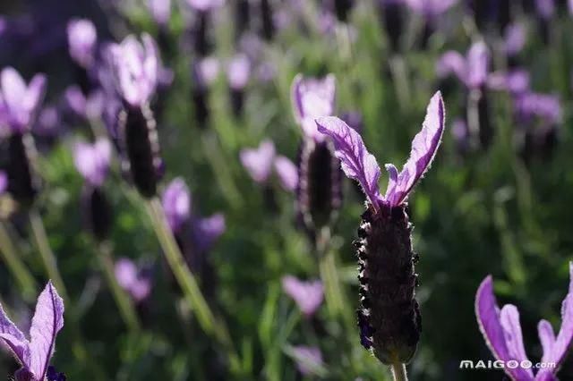 中国最适合情侣双人旅游的十大景区