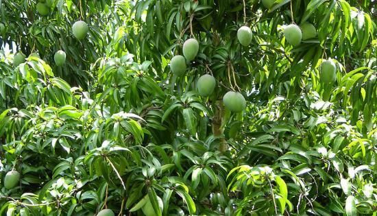 在珠海旅游时发现路边很多芒果树,可以摘下来