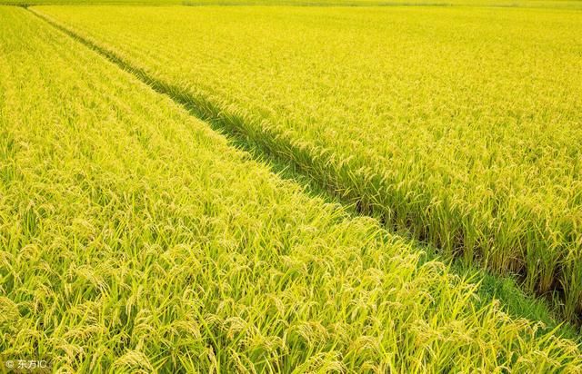 水稻如何用磷酸二氢钾效果最好?超常浓度喷雾