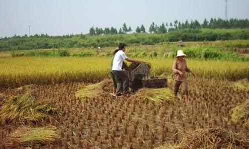 2018粮食补贴发放时间已定，农民们要注意别错过时间了！