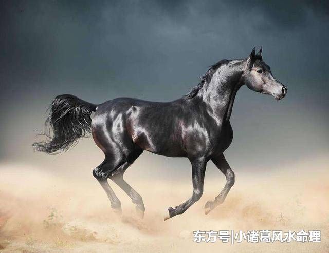 生肖马跟贵人在一起就能够前途无量,飞黄腾达,珍惜贵人