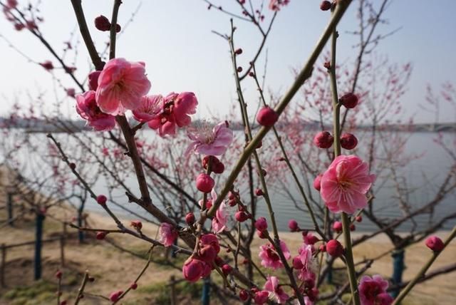 春节闲逛走拍洛阳百态之四：瀍河洛浦梅花艳，桥飞蛟龙丝路长