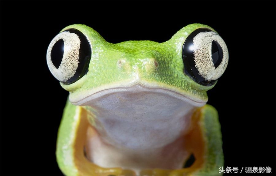 Tim Flach:唤起怜悯之心 充满人性的动物肖像