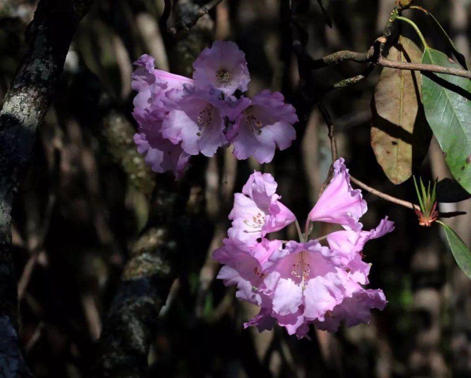 阳明山十万亩杜鹃燃爆 “五一”小长假 本周末仍是最佳花期