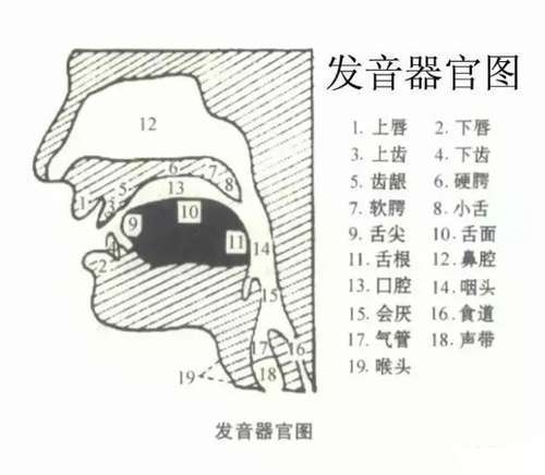 图解英语48个音标发音,太实用了,收藏起来!