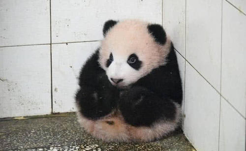 野外发现野生熊猫幼崽,确认过眼神,是刚出炉的