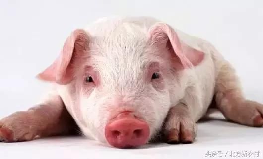 养猪户快看,预计本周生猪、仔猪价格都要降!