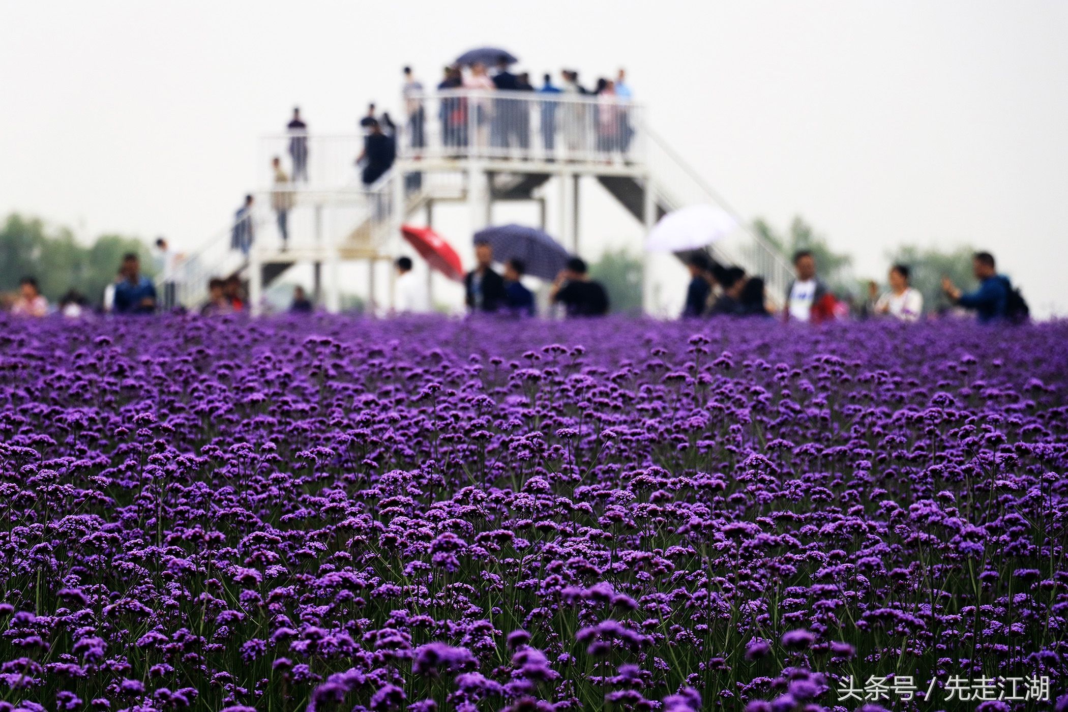 200余亩鲜花汇聚紫色海洋，安徽这个地方不容错过