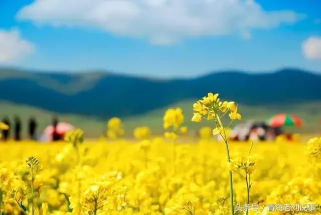 惊艳全国!青海油菜花观赏地图!铺天盖地美到爆