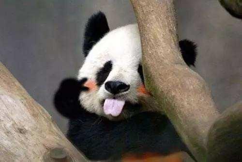 外国向中国租借大熊猫一年花费多少租金?说出