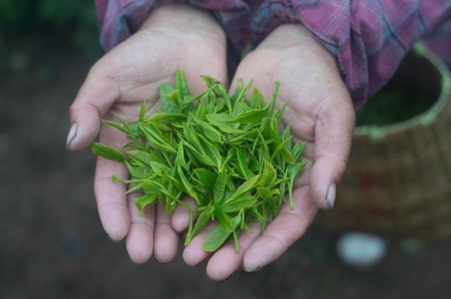 农产品有你家乡的好味道吗莫干黄芽是黄茶的一种,产于德清县的莫干山