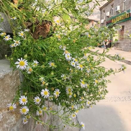 比三亚清净,高铁可直达!这个有山有海的小岛,物价便宜又美丽!