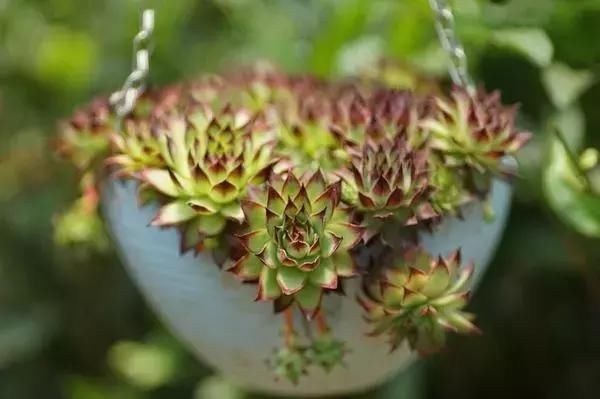 中国最美的尼姑庵，不烧香只种花，韩红也慕名而来！