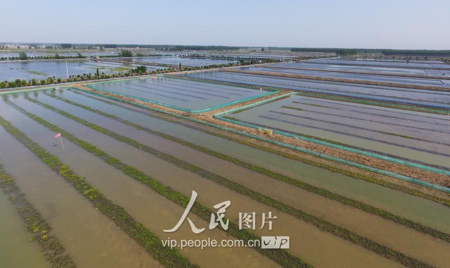 江苏金湖:水草生态养殖龙虾效益高