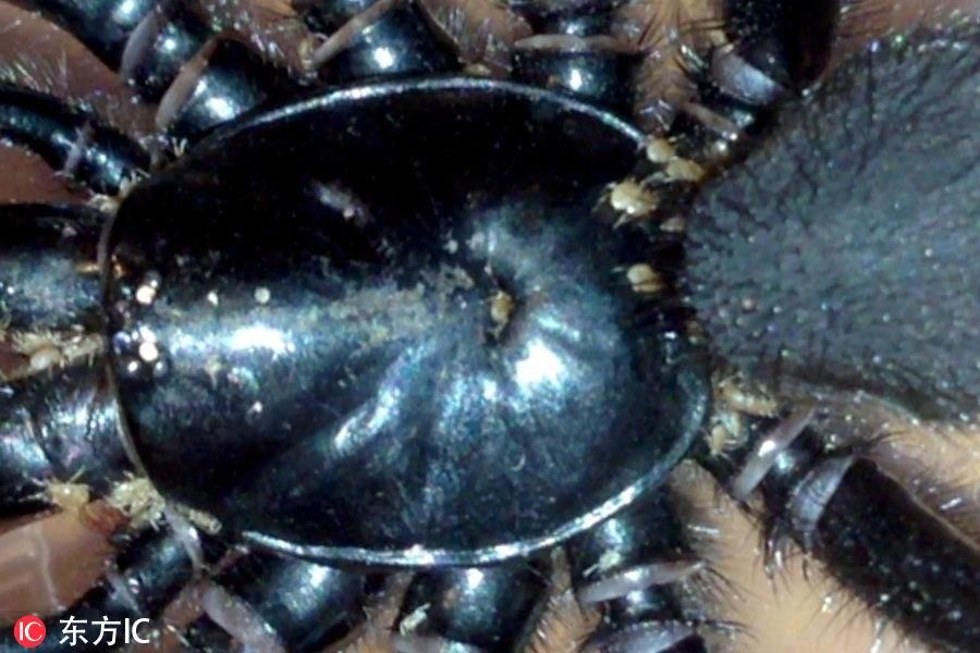 澳洲女子卧室发现致命蜘蛛 身上爬满小螨虫