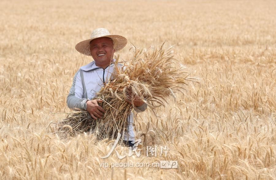 浙江德清:小麦开镰