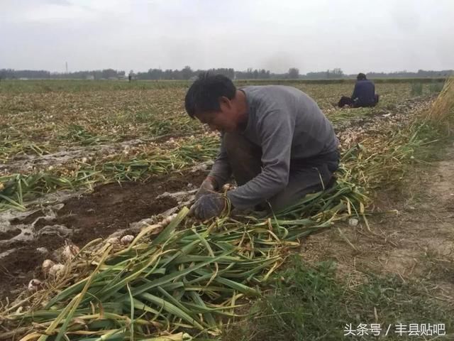 丰县农村一个“挖蒜工”的一天