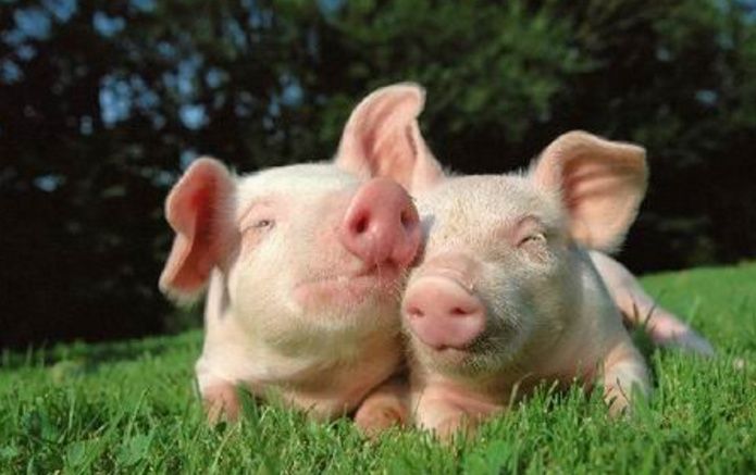 农村将会禁止个体户养猪?是不是真的呢?农民