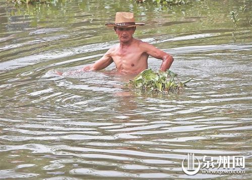 密密麻麻的鱼群突现晋江九十九溪 有群众捞了上百斤