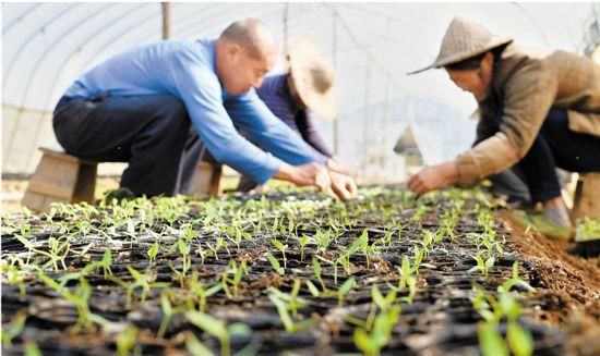 日本爆发“菜荒”，中国网友：发家致富就靠去日本卖菜了！