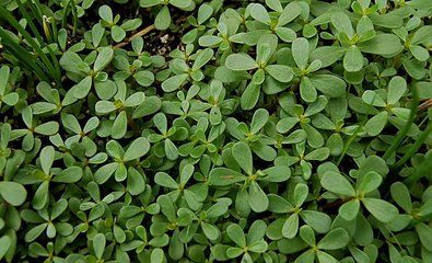 农村吃野菜最好的时机到了，别名”长寿菜“，清热利湿，凉血止血