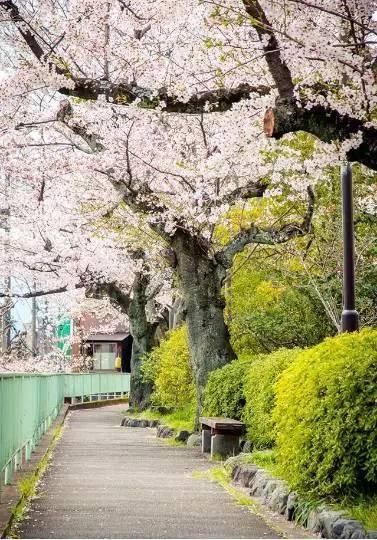 中国人去日本的20个理由，最后一个让国人汗颜!