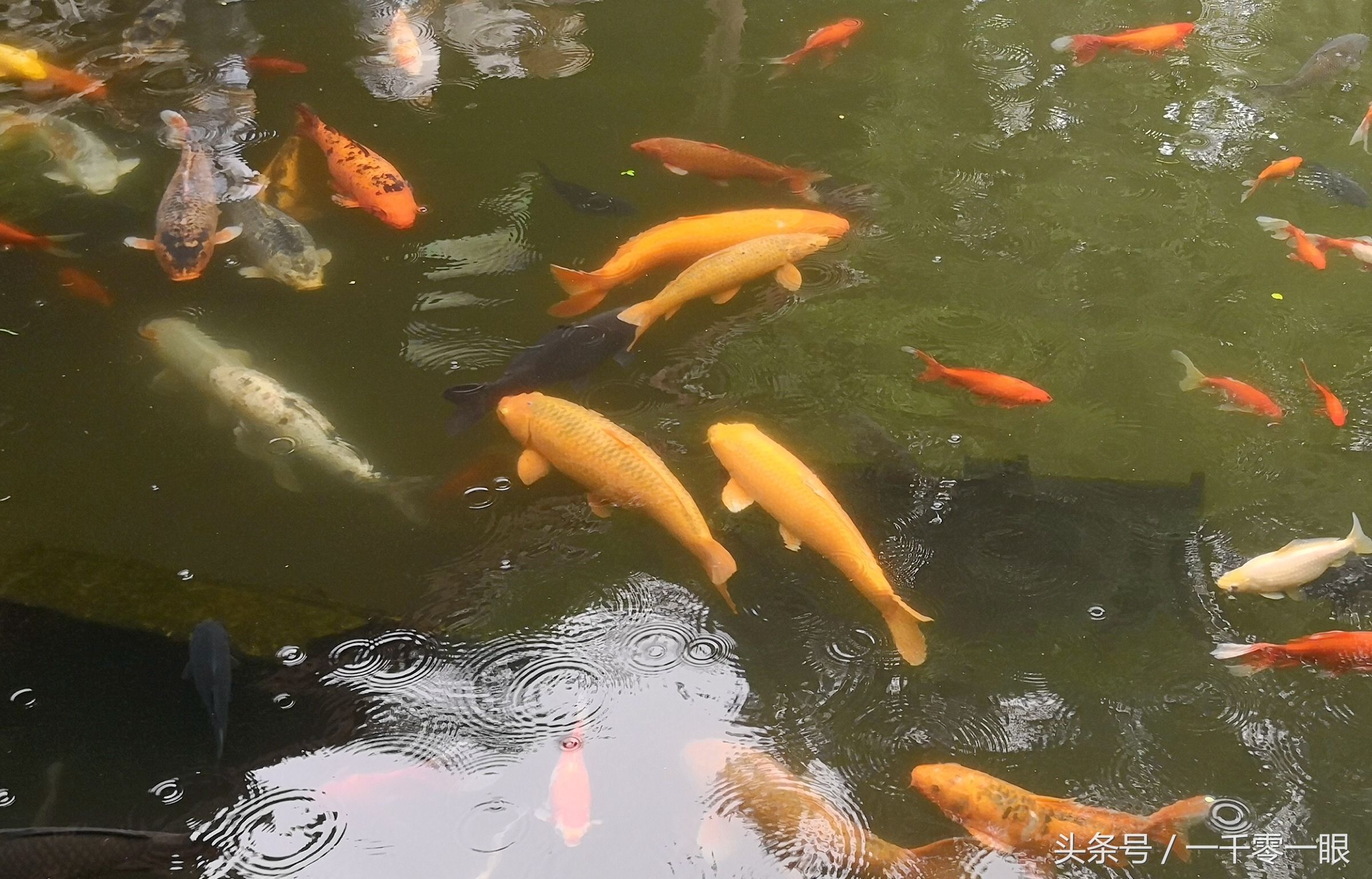 公园锦鲤吃成胖子,鱼食摊每天照卖不误